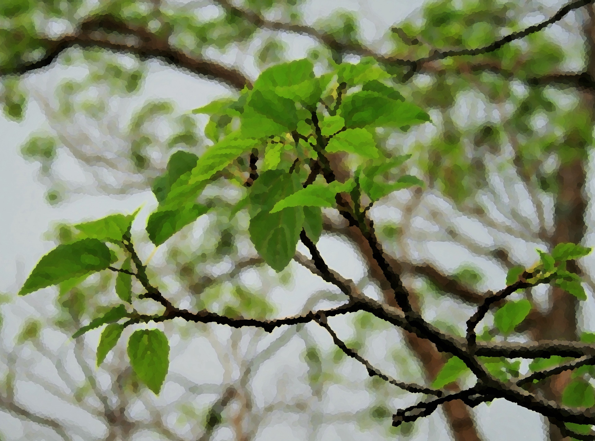 tree leaves green free photo