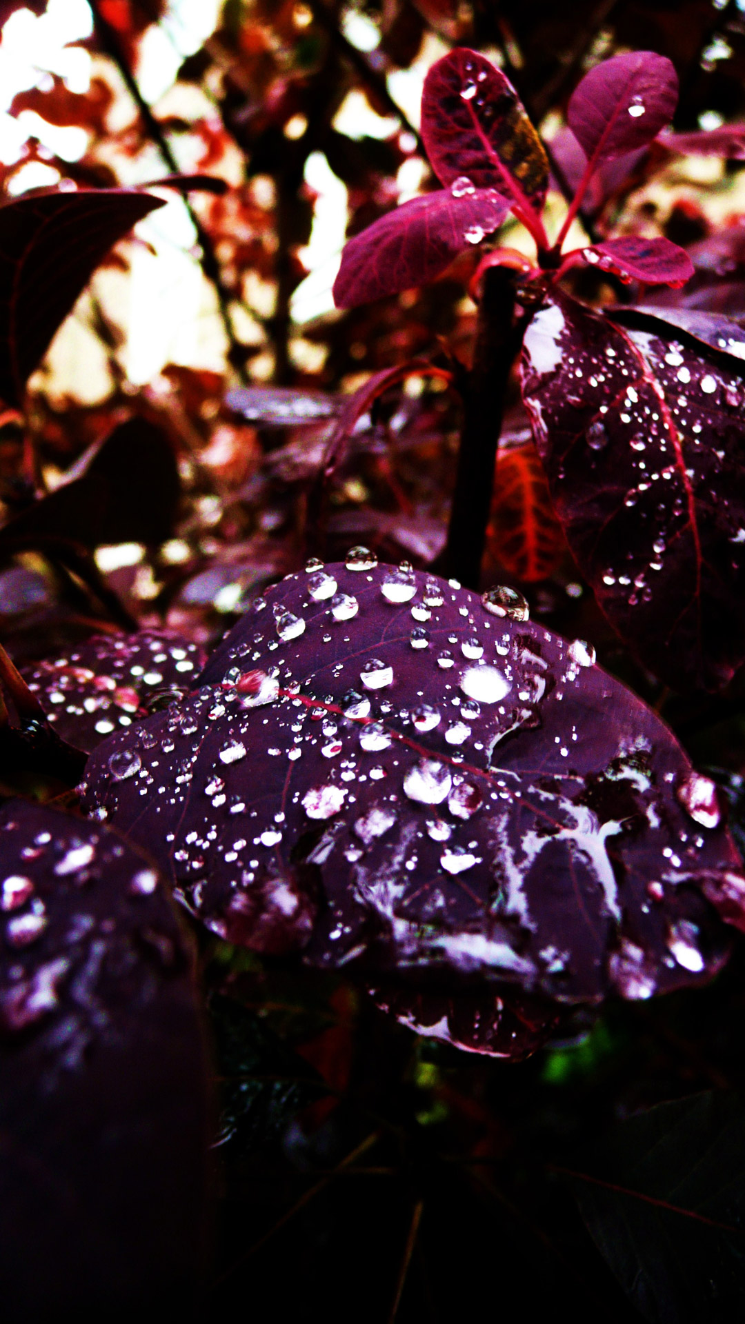 leaves drops water free photo
