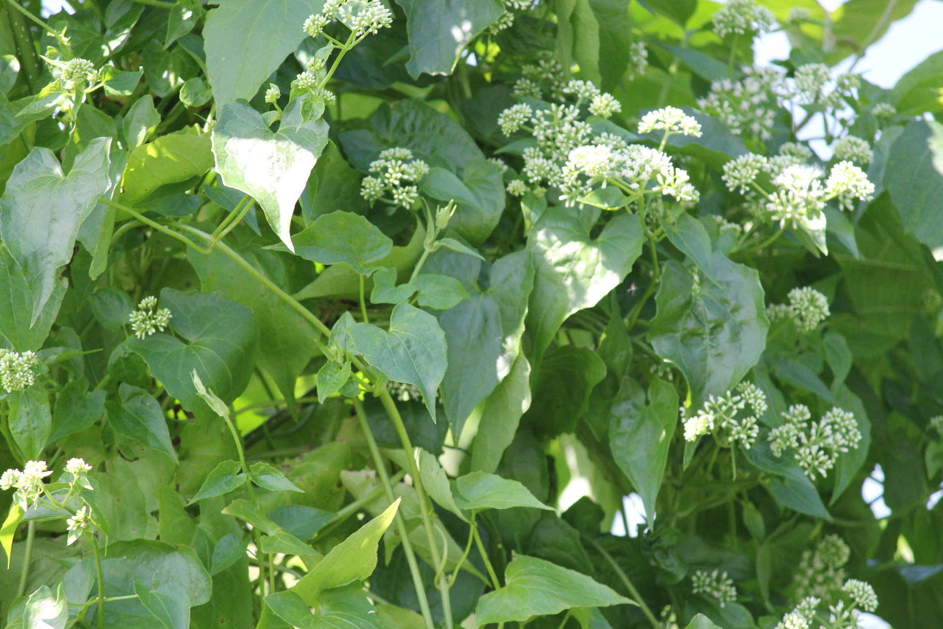 leaves green leaves long leaves free photo