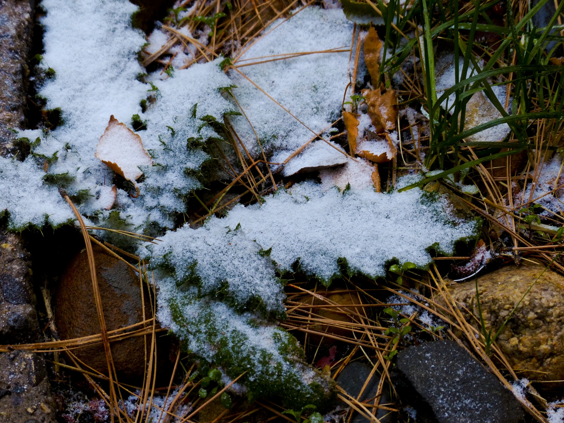 snow branch ranches free photo