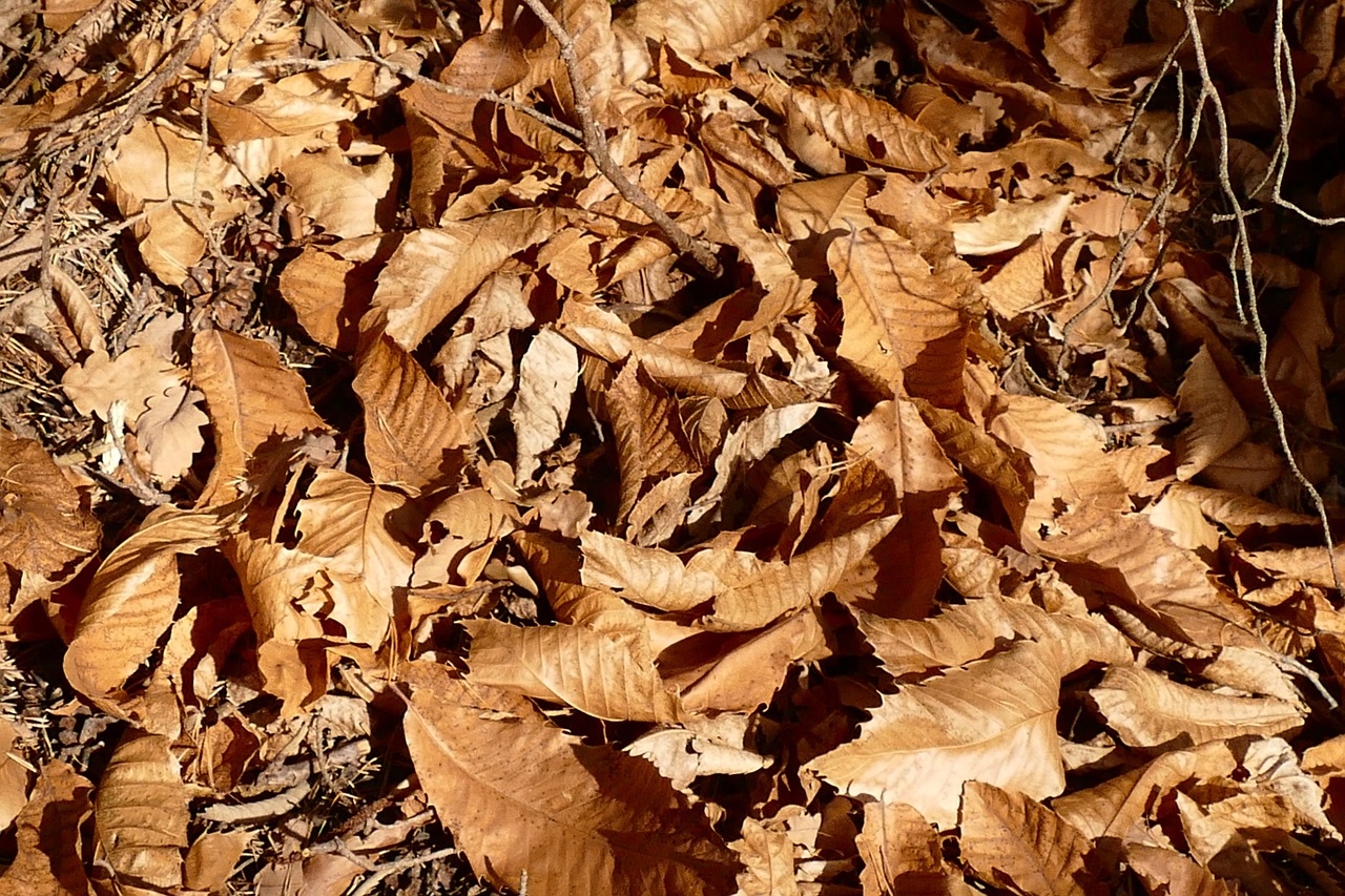 leaves autumn dry nature free photo
