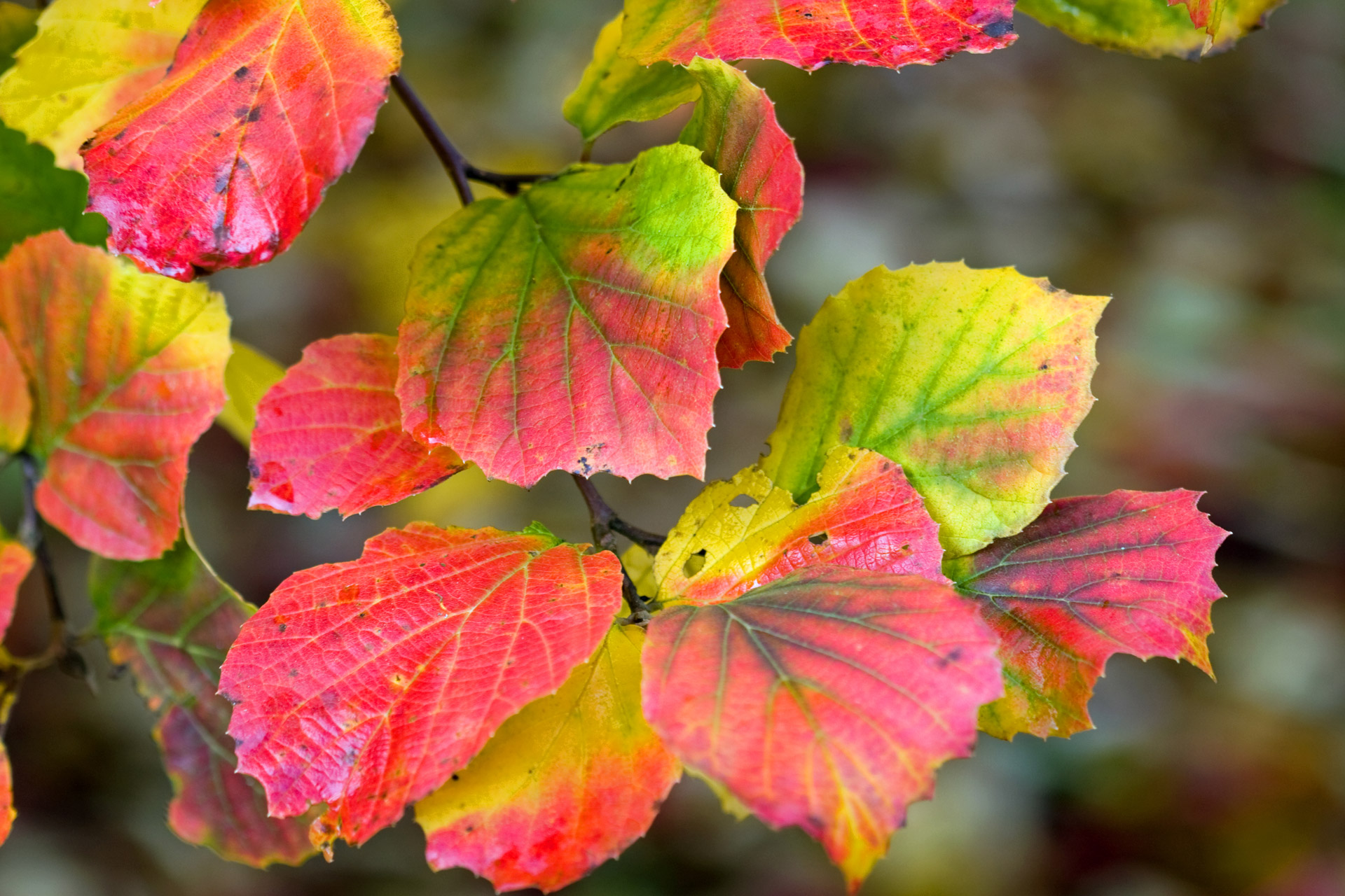 leaf leaves close-up free photo