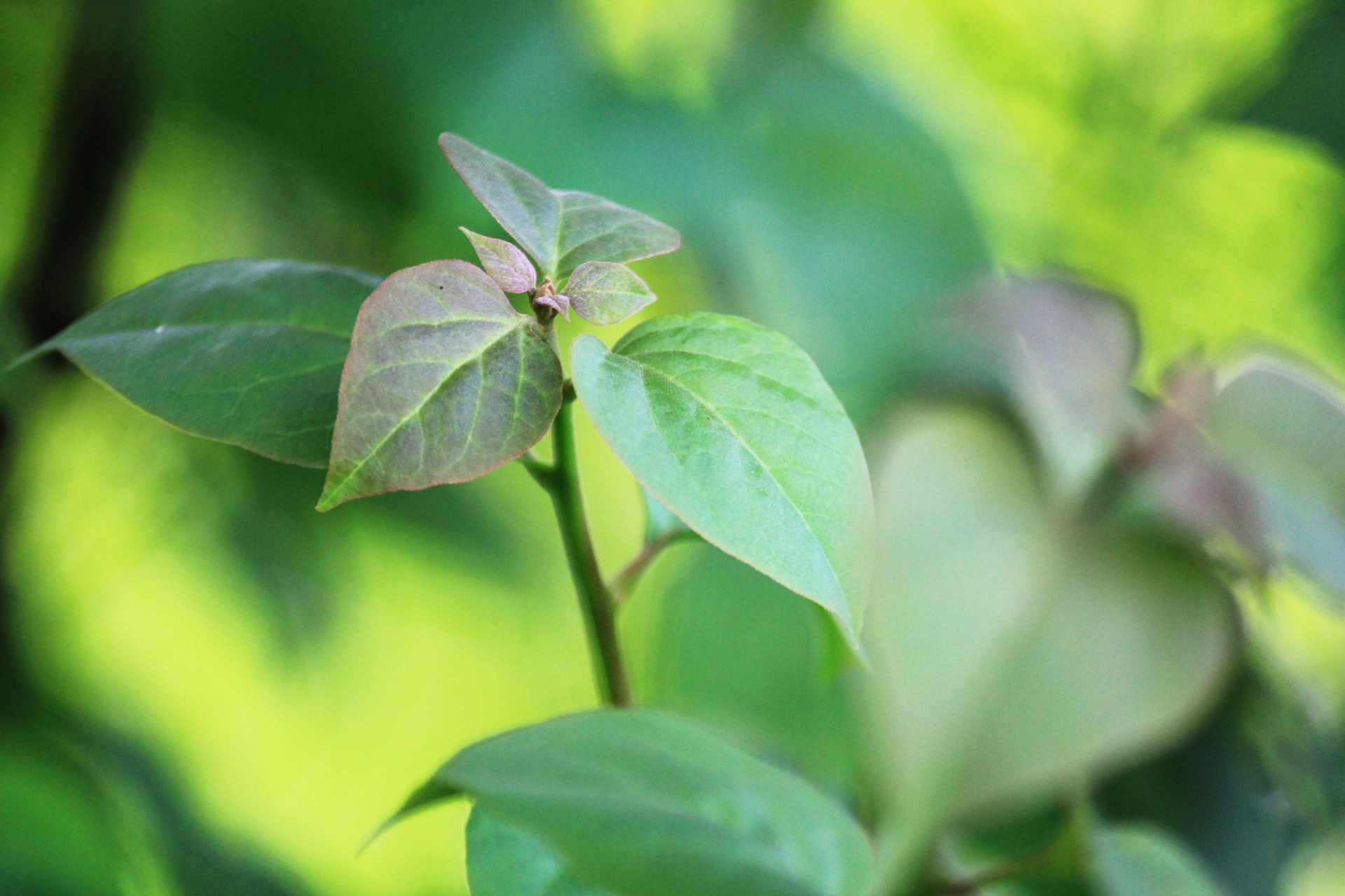 Leaf stem extract. Стебель с листьями. Фон листья розы. Фон из зелёных листев розы.