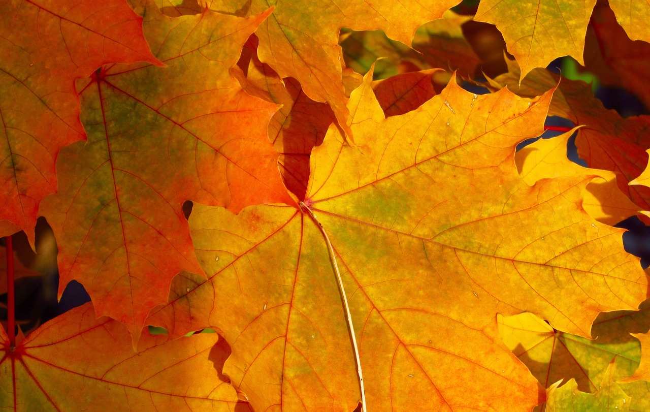 leaves background leaves leaf free photo