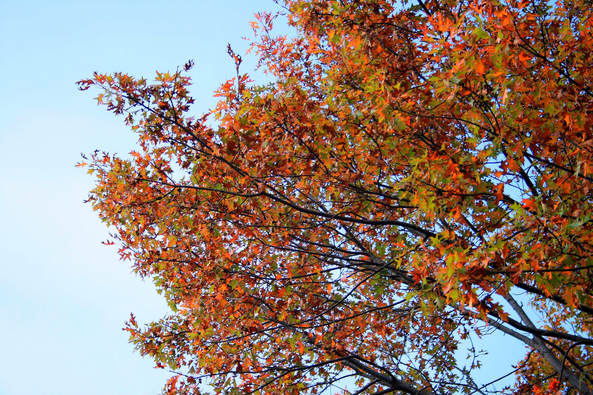 tree foliage orange free photo