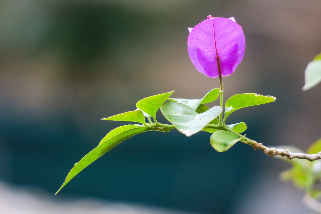 leaves flowers  bougainvillea  bougainvillea azalea free photo