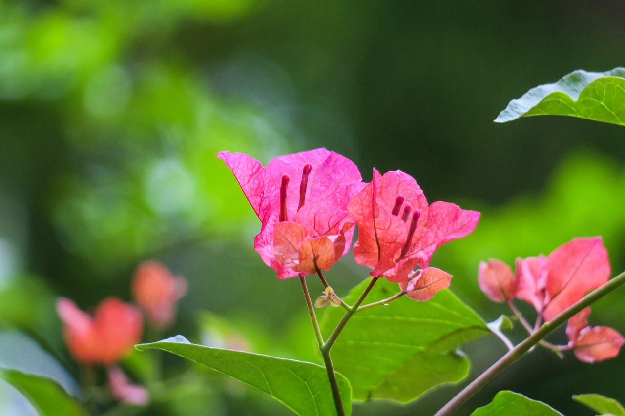 leaves flowers  bougainvillea  bougainvillea azalea free photo