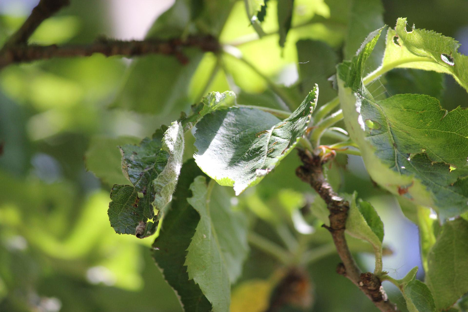 apple tree leaves free photo