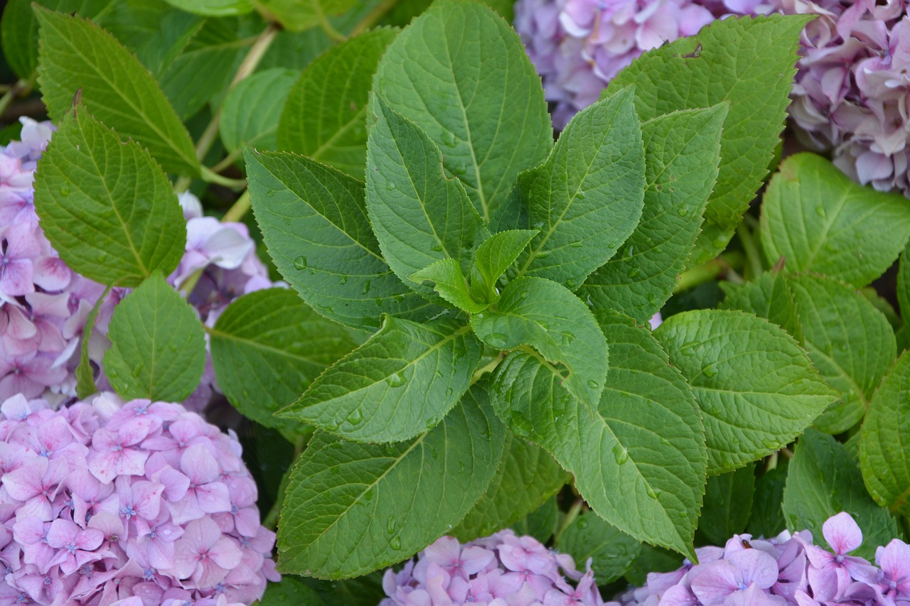 leaves hydrangea green foliage free photo