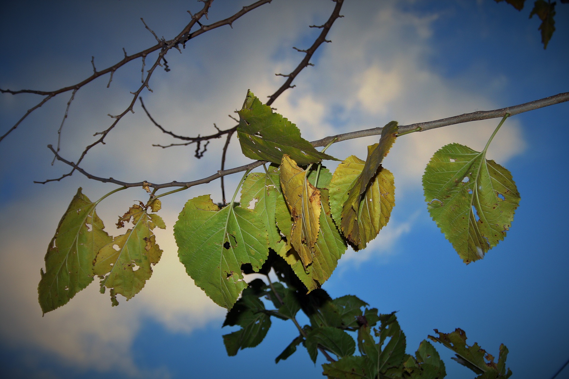 leaves yellow mulberry free photo