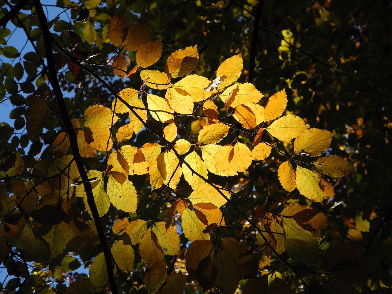 leaves autumn golden autumn free photo