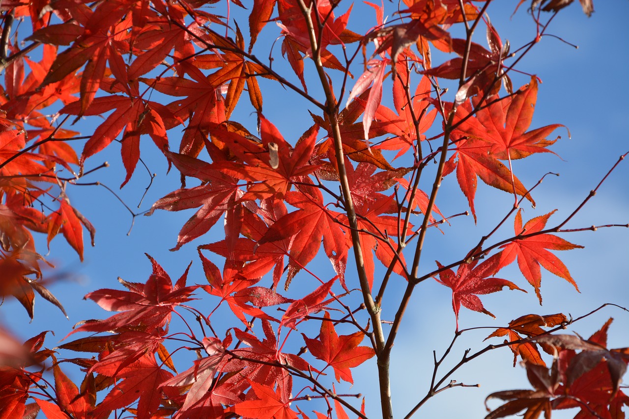 leaves maples colors fall leaves color red free photo