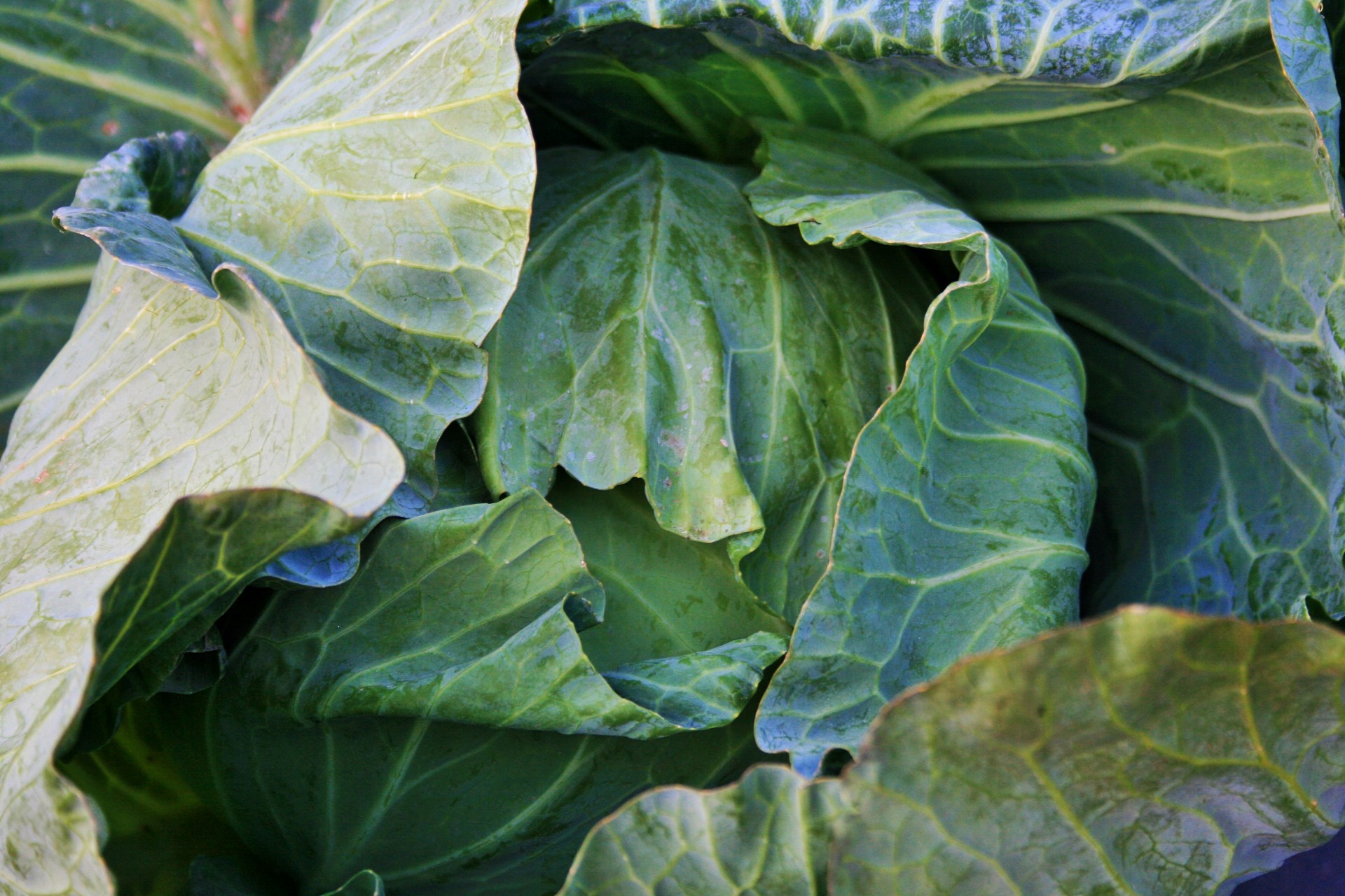 cabbage leaves coarse free photo