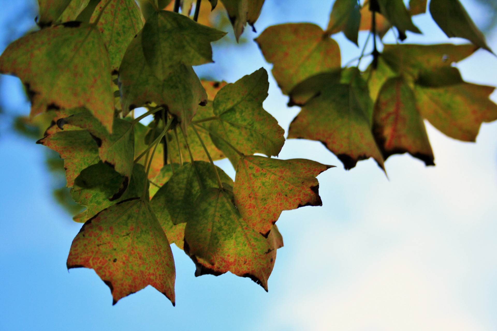 autumn leaves foliage free photo