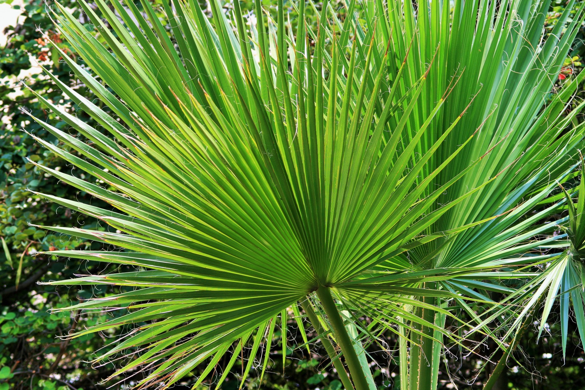 palm leaves fan free photo