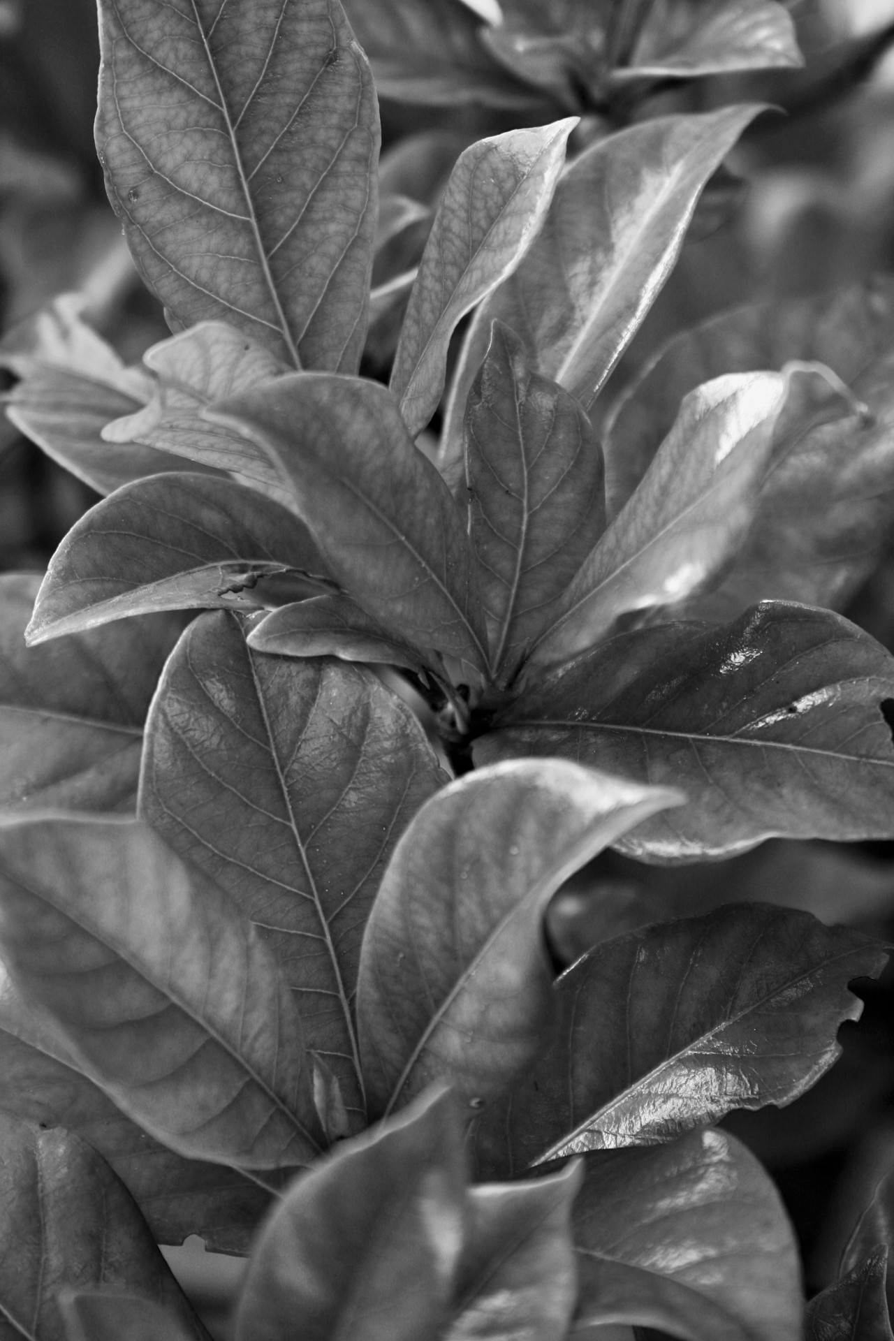 leaves clustered black white free photo