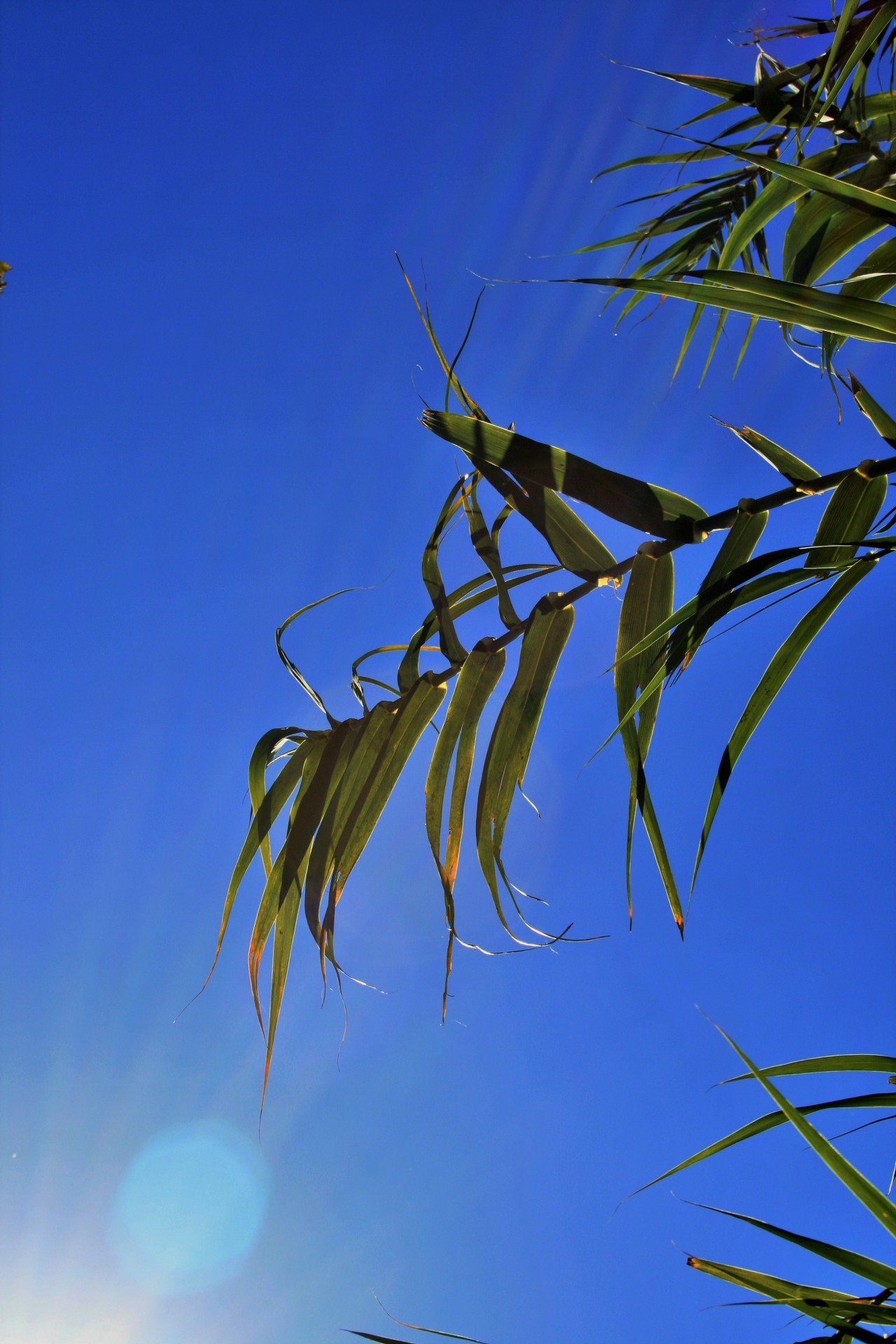 sky reed leaves free photo