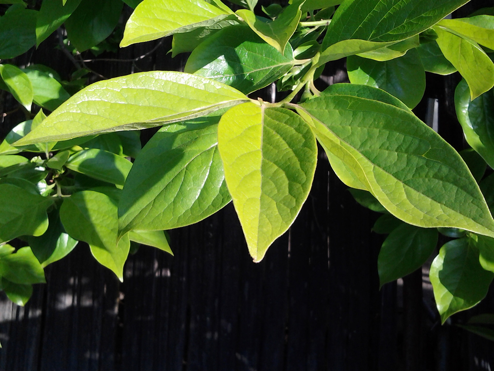 nature spring leaves free photo