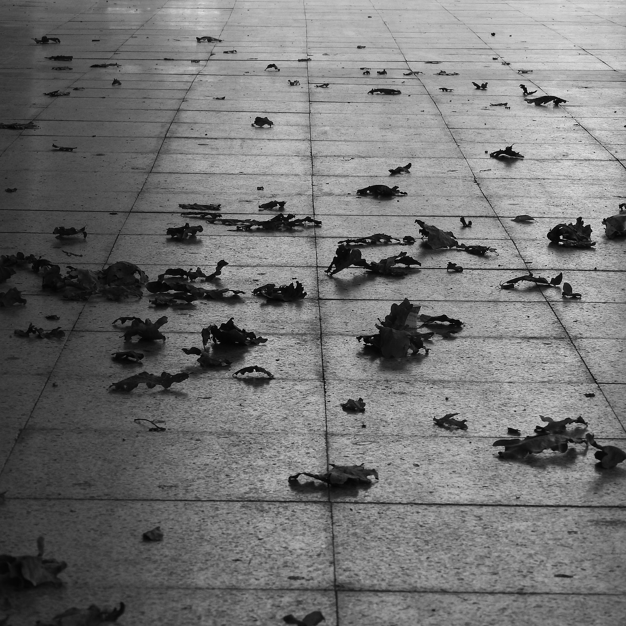 leaves on pavement autumn black and white free photo