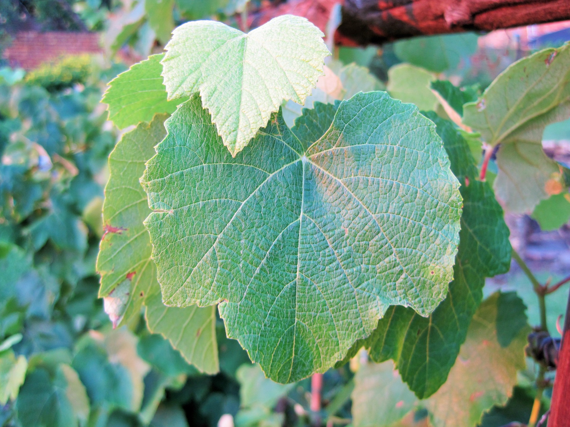 leaves green grape free photo