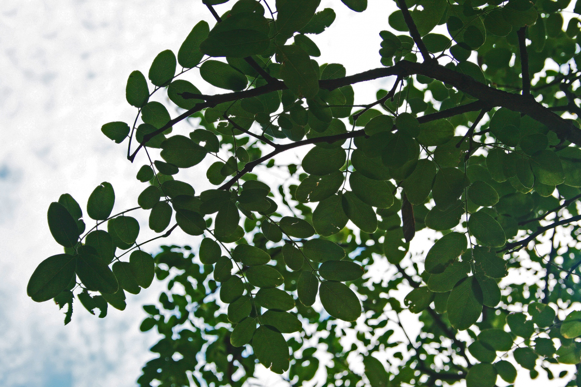 tree branches leaves free photo