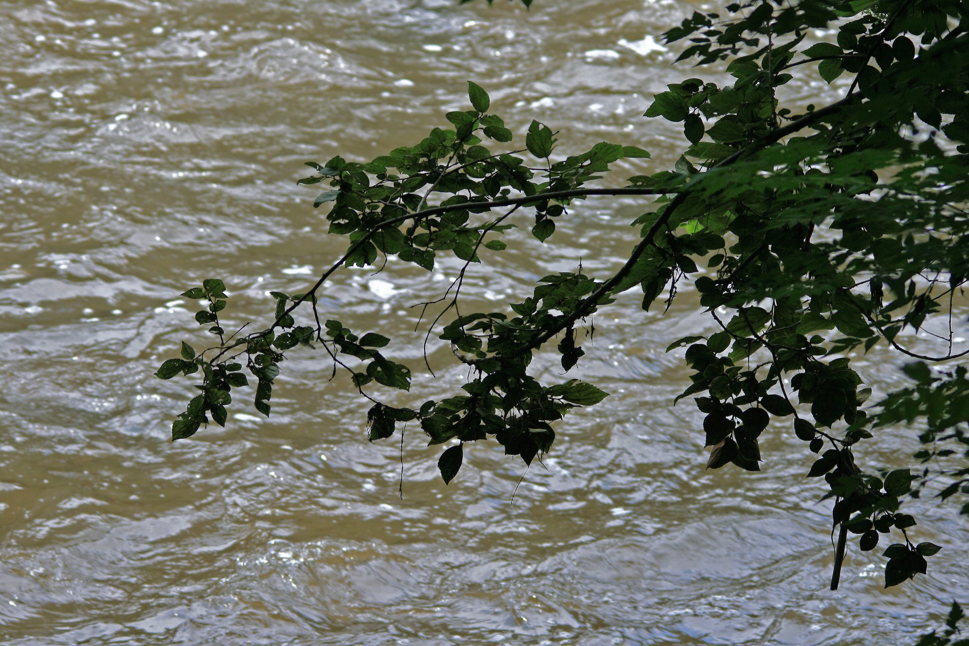 leaves green dark free photo