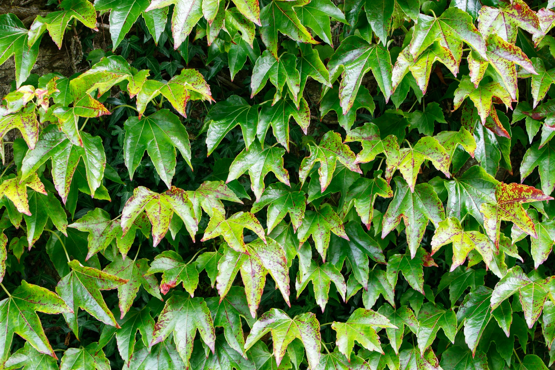 leaves foliage background free photo