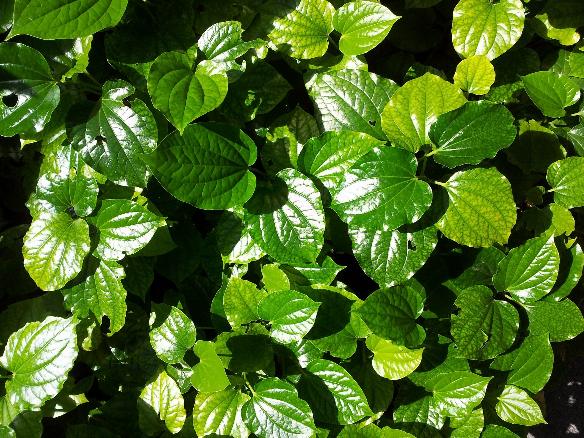 green leave bright sunlight leaves texture under the sun free photo