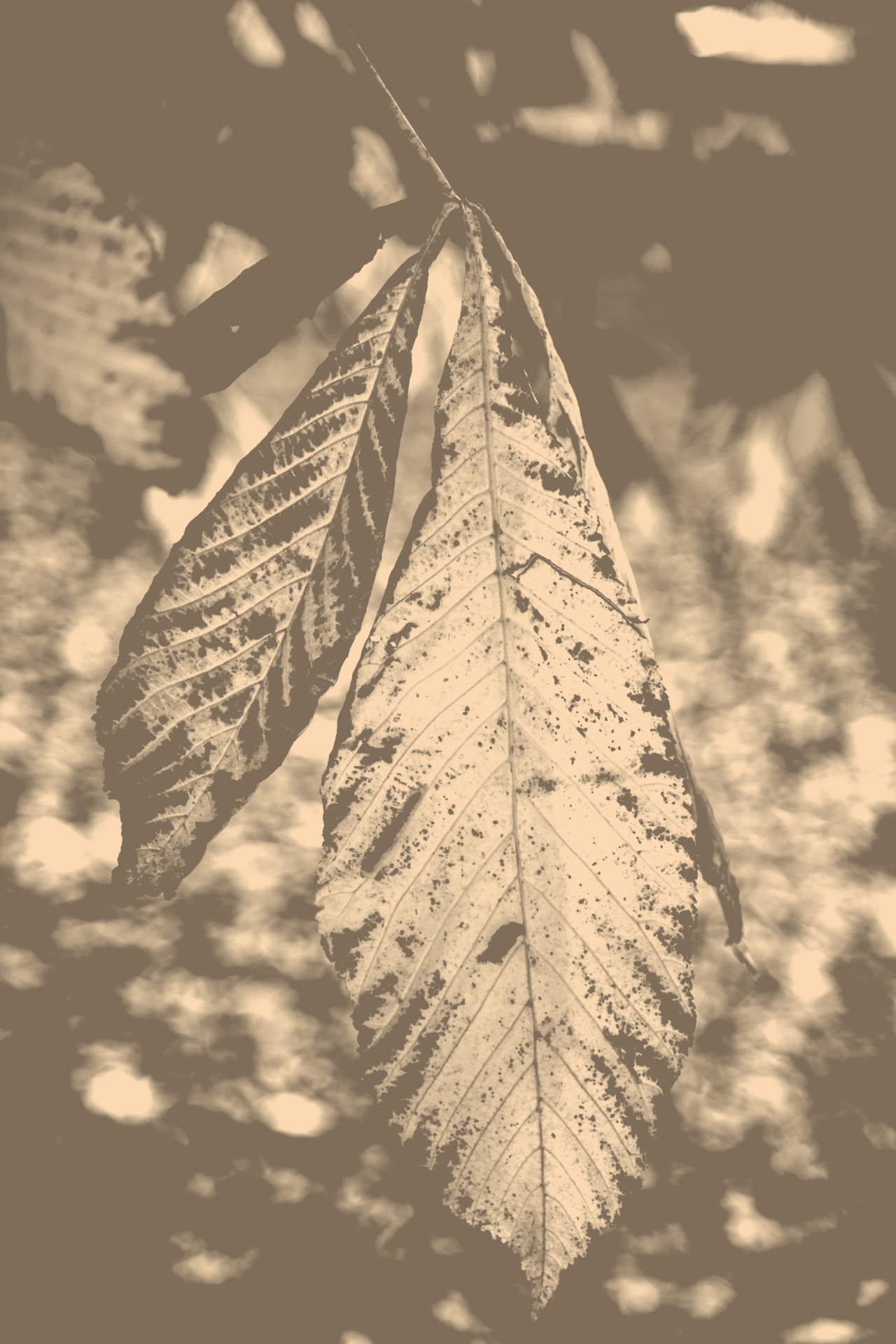 leaf autumn background free photo