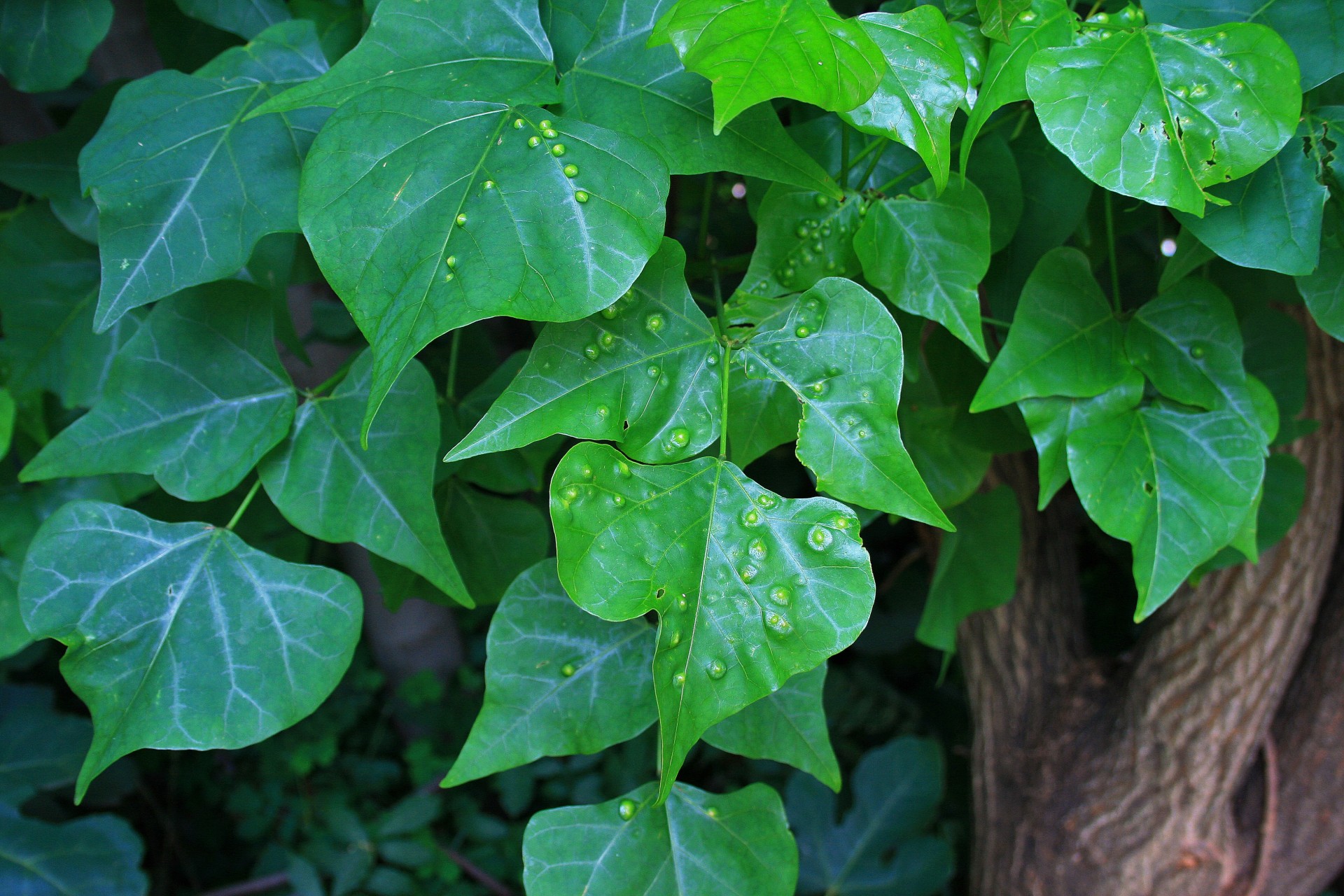 tree erythrina caffra leaves free photo