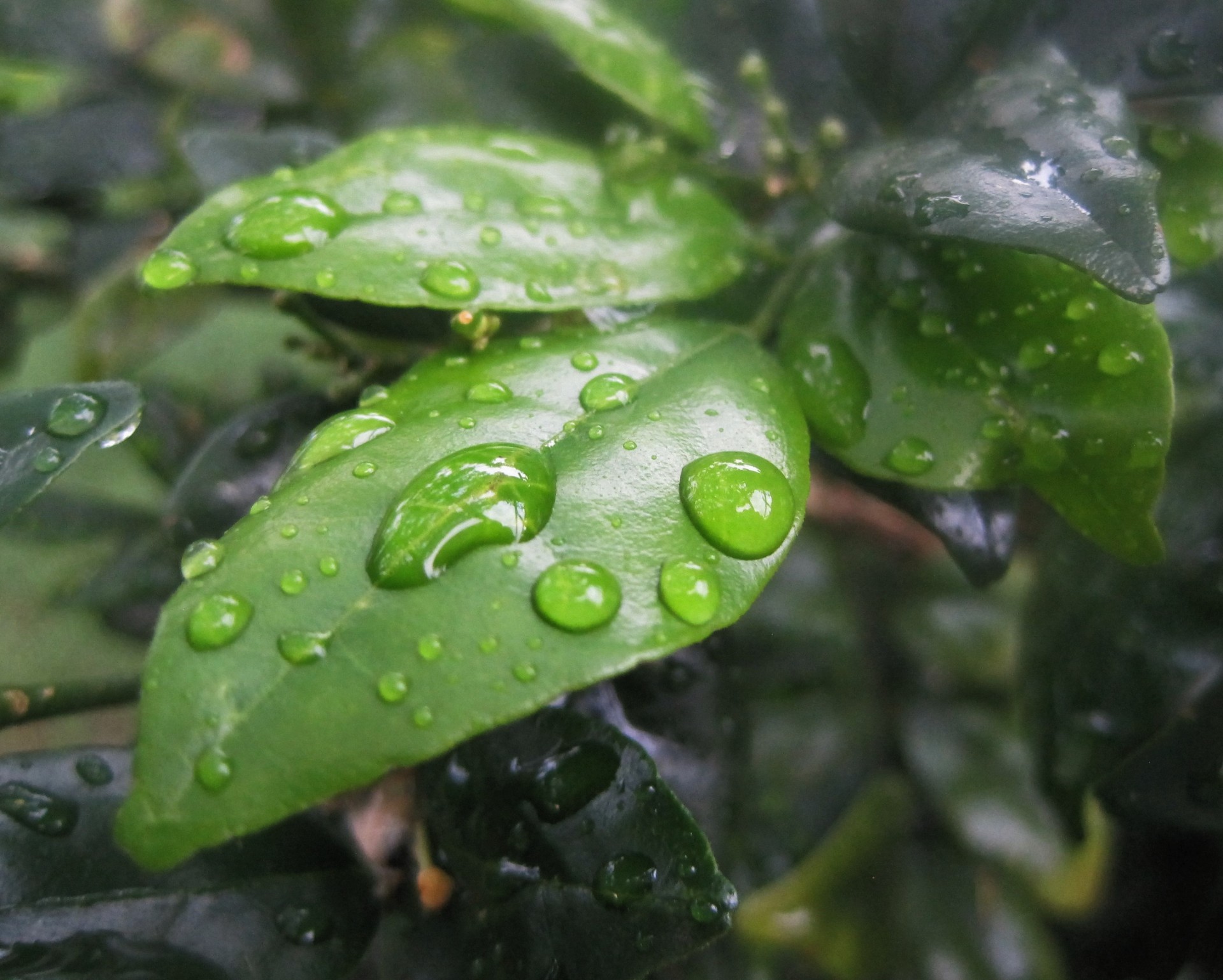 Густые зеленые воды. Фикус в каплях дождя. Rain in leaves. Цветы на улицу листьями как водяные капельками.