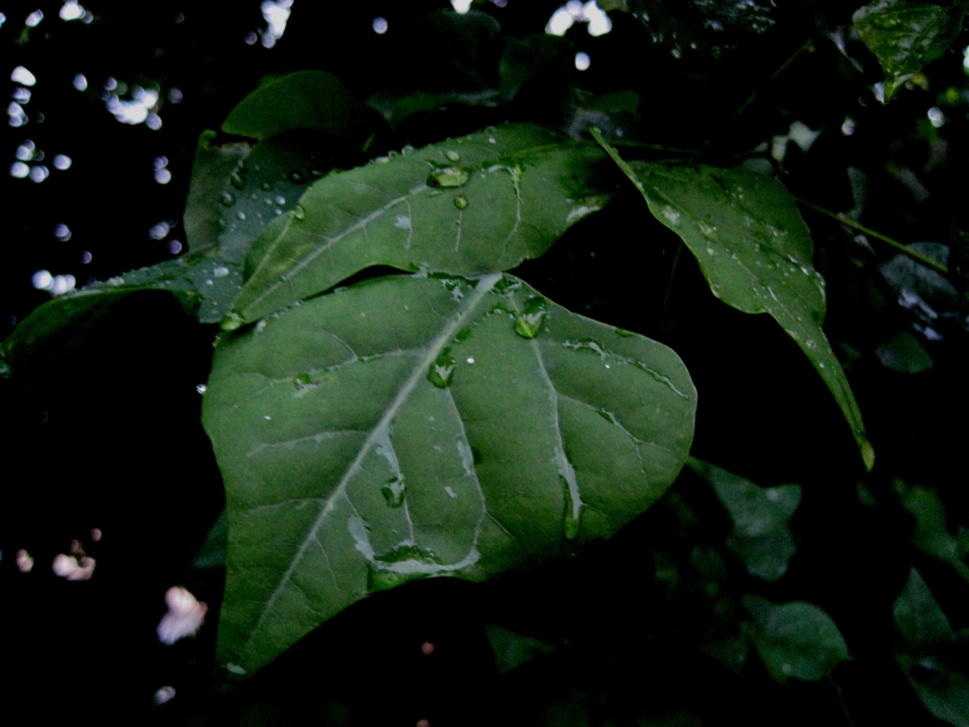 leaves green large free photo