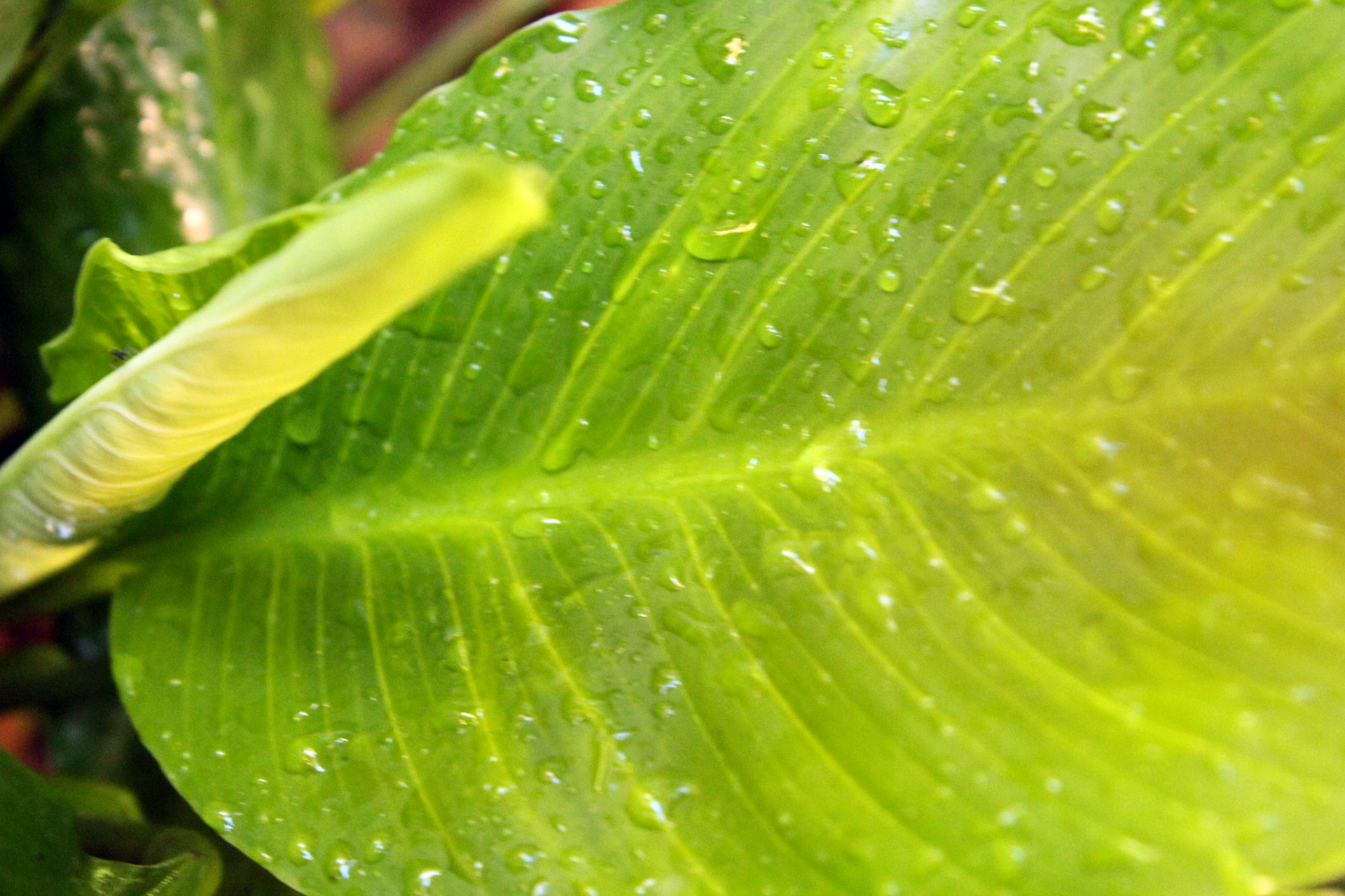 leaves drops raindrops free photo