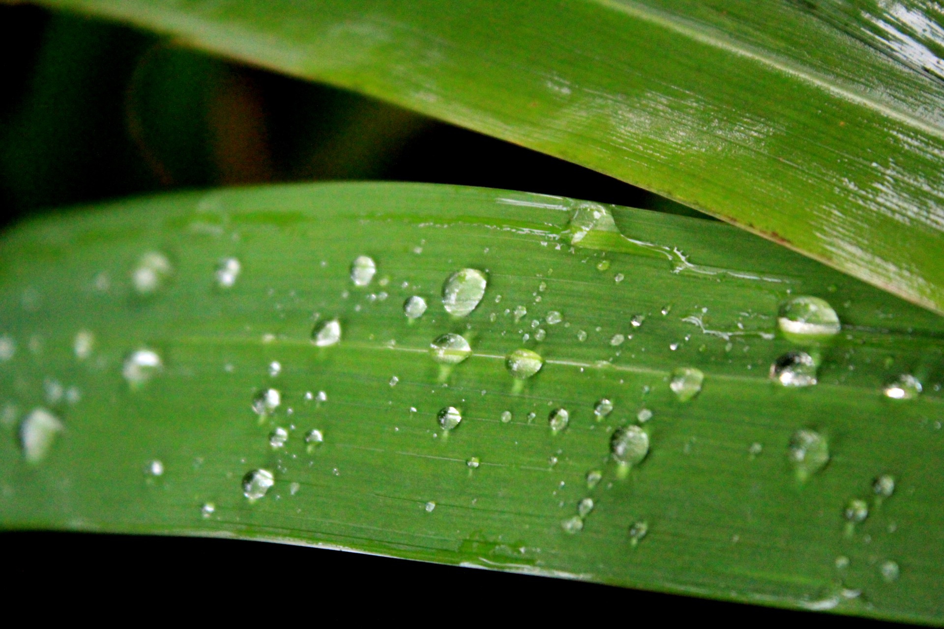 leaves water drops leaves water drops free photo