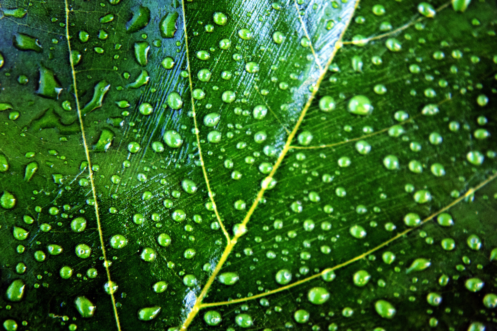 leaves water drops free photo