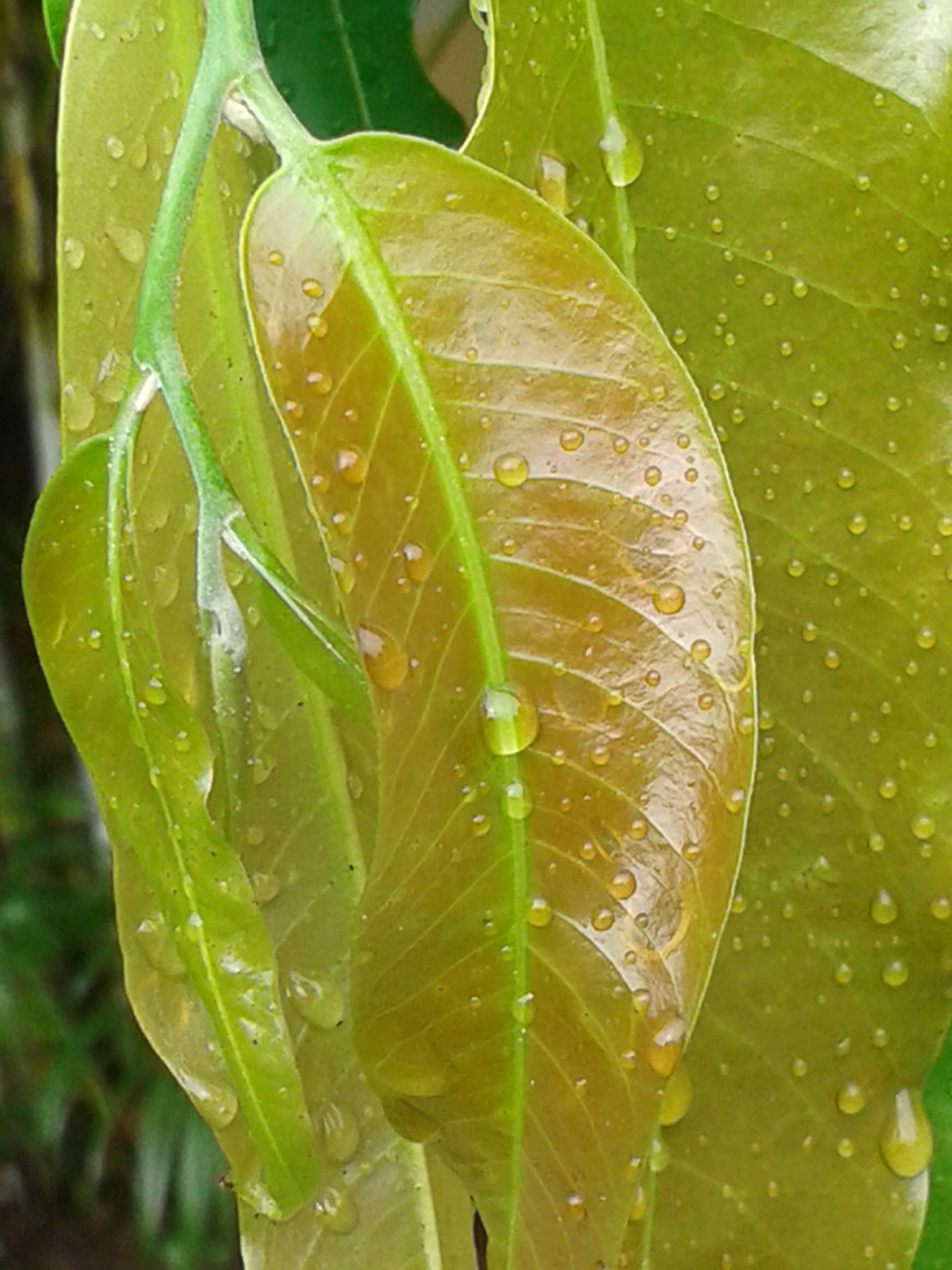 leaves water drops water drops water free photo