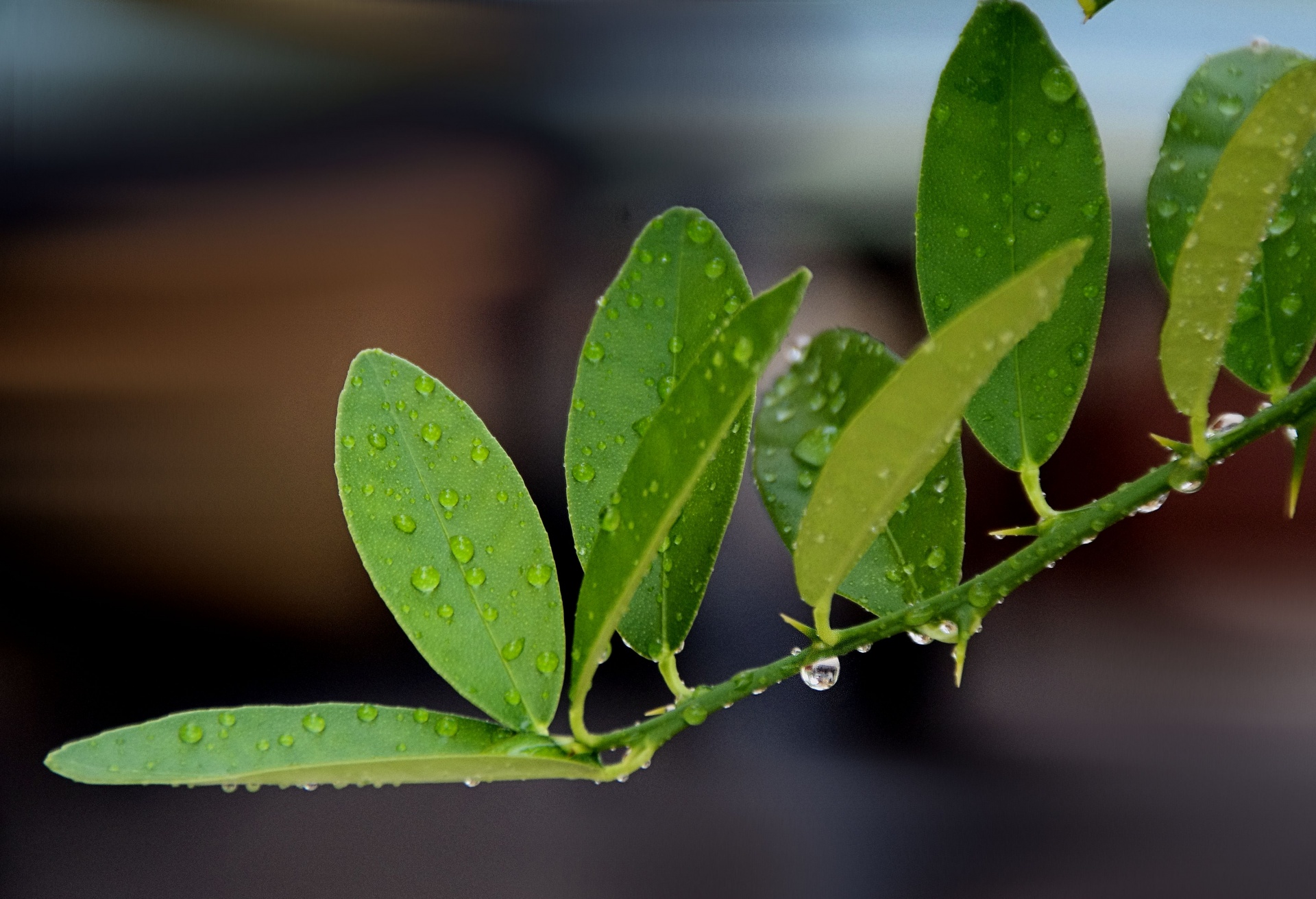 water drops green free photo