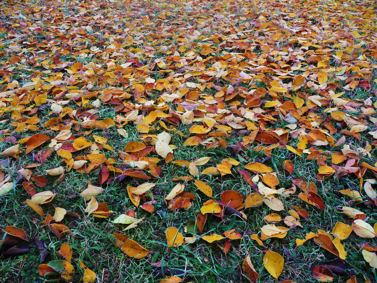 autumn leaves leaves free photo