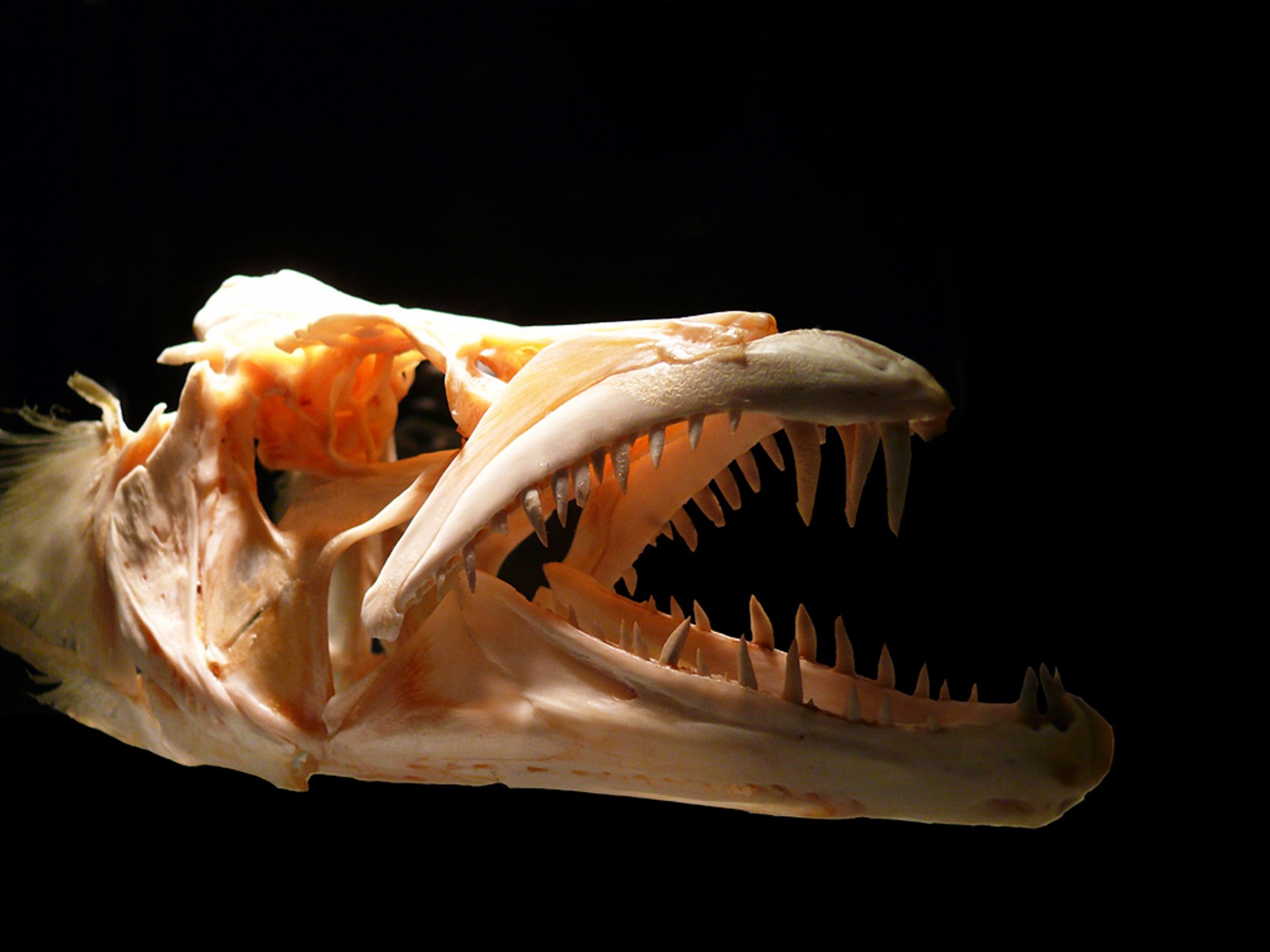 skull predator teeth free photo