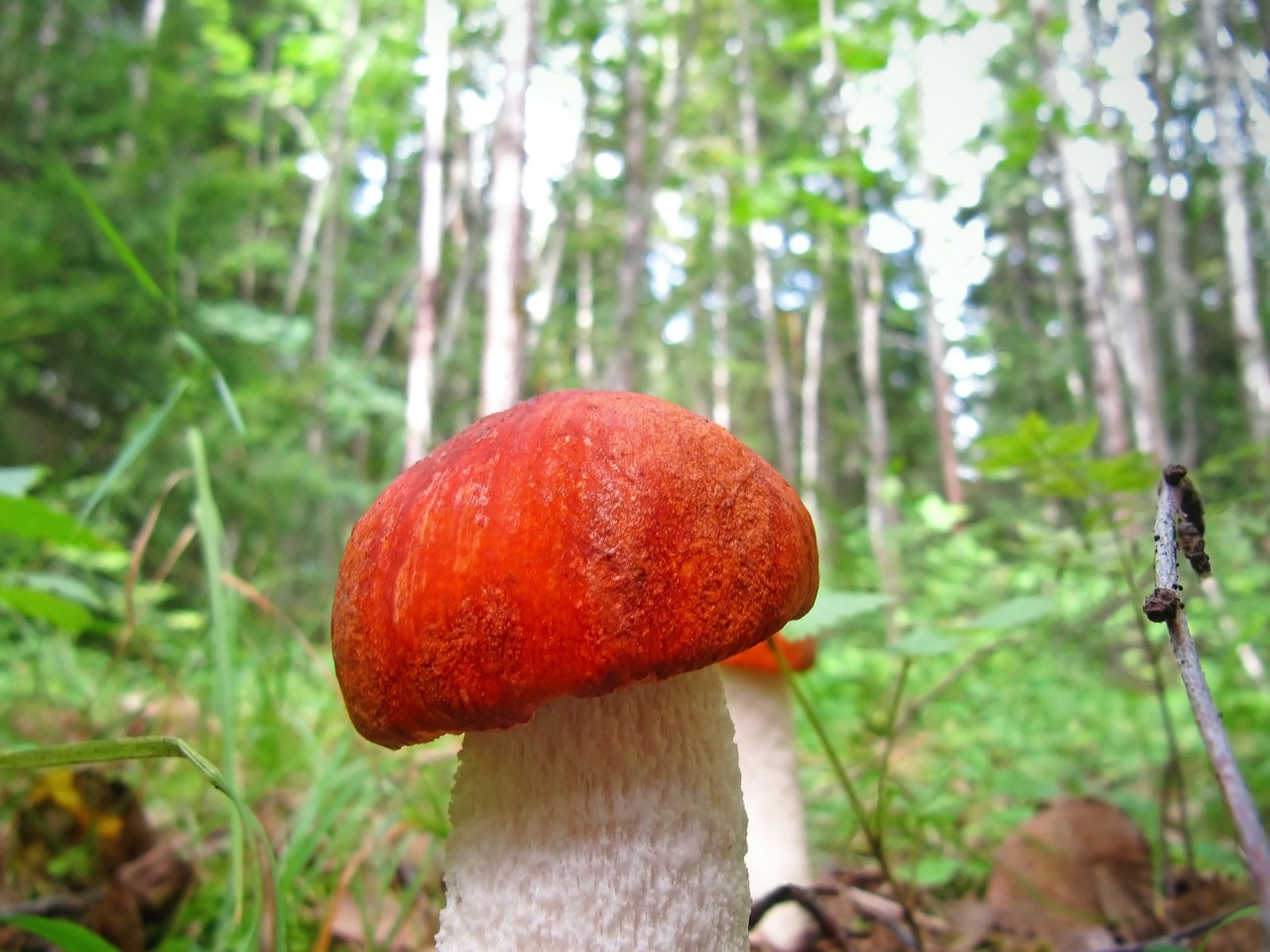 leccinum mushroom aurantiacum free photo