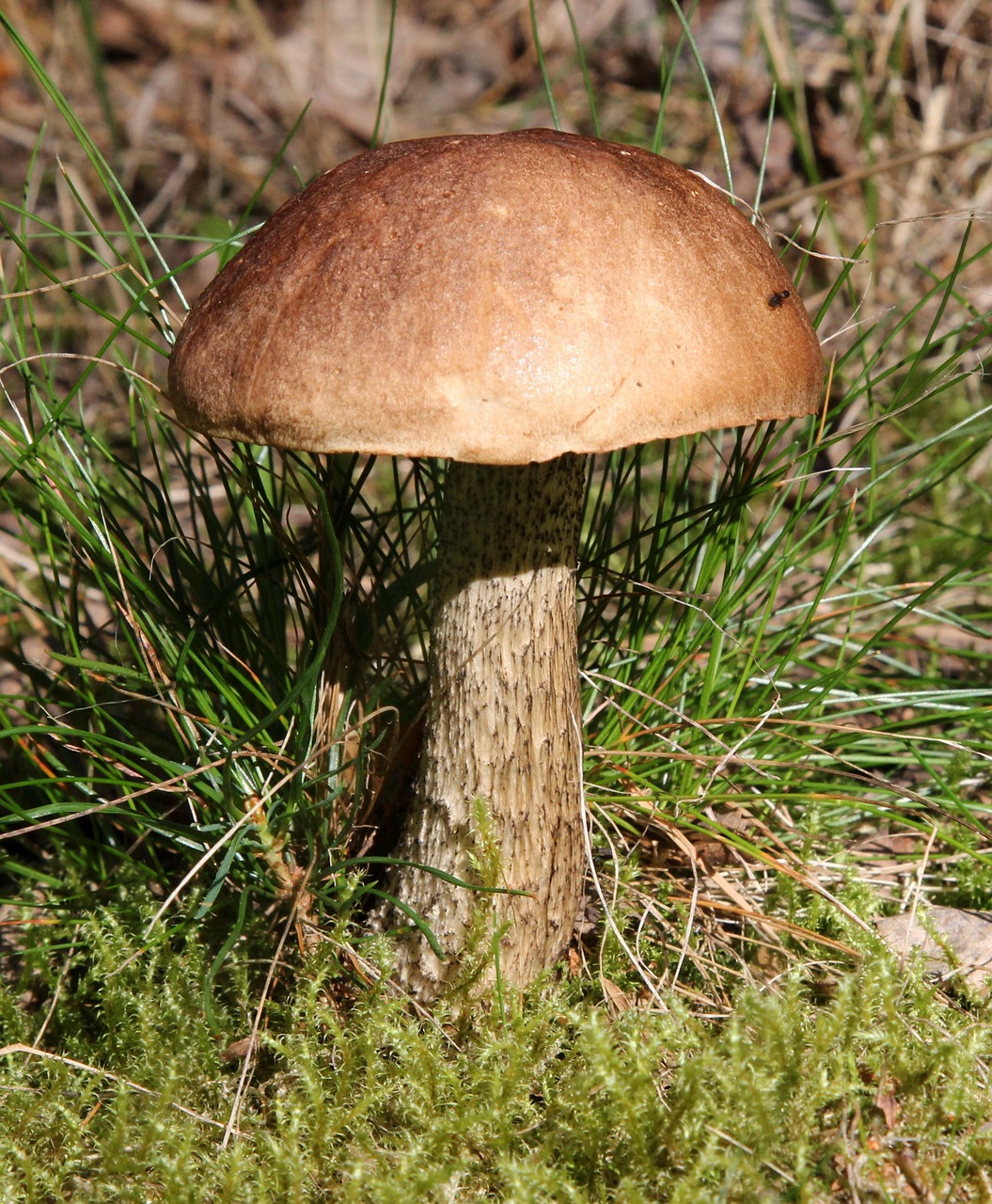 leccinum scabrum mushroom brown free photo
