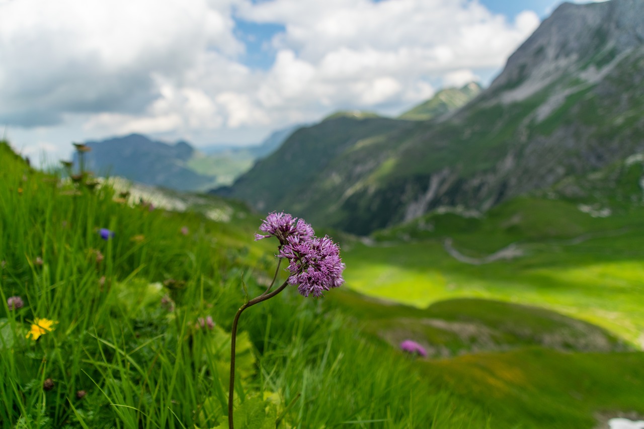 lech  lech valley  alpine free photo