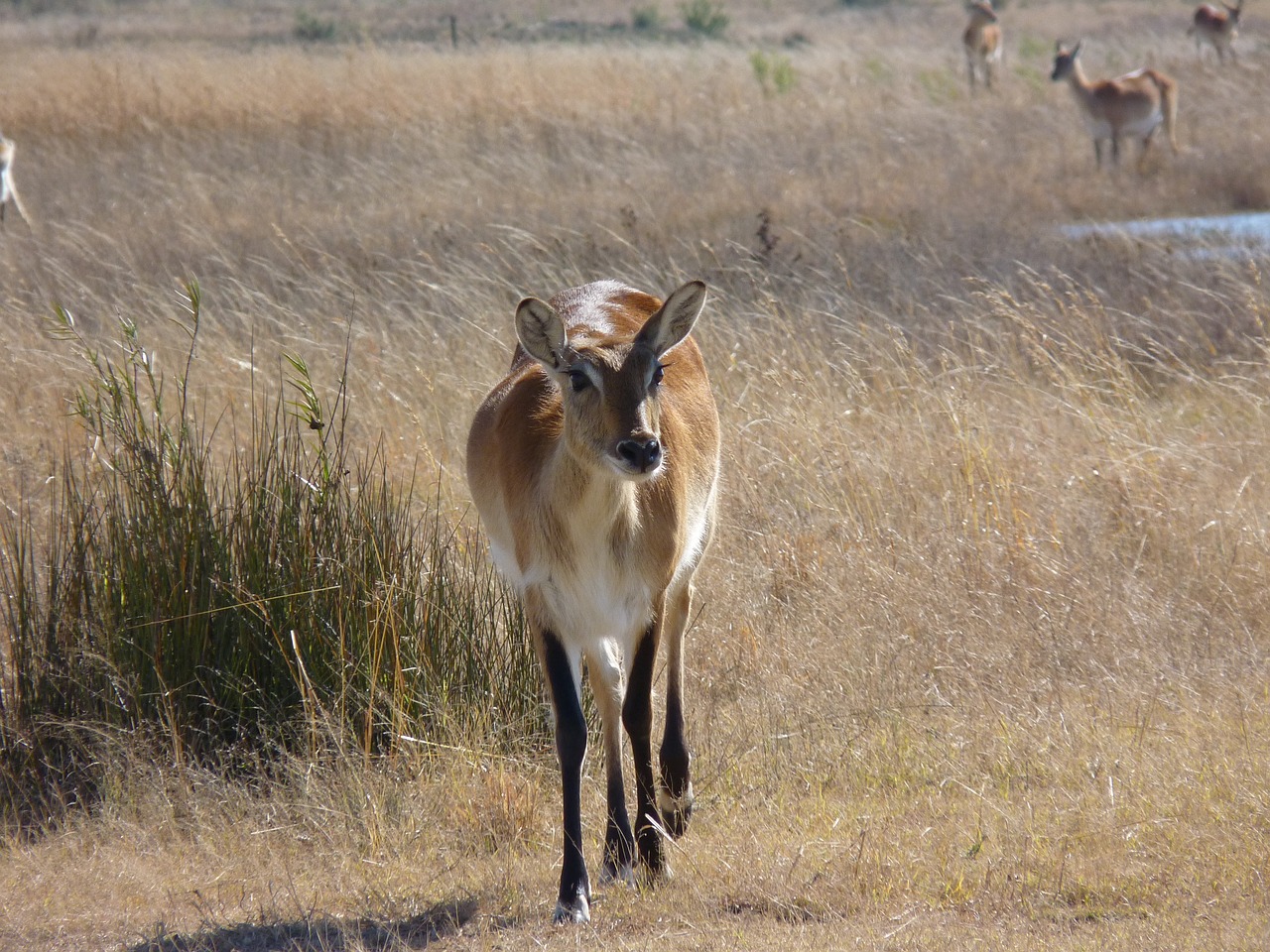 lechwe  lechwee  marsh antelope free photo
