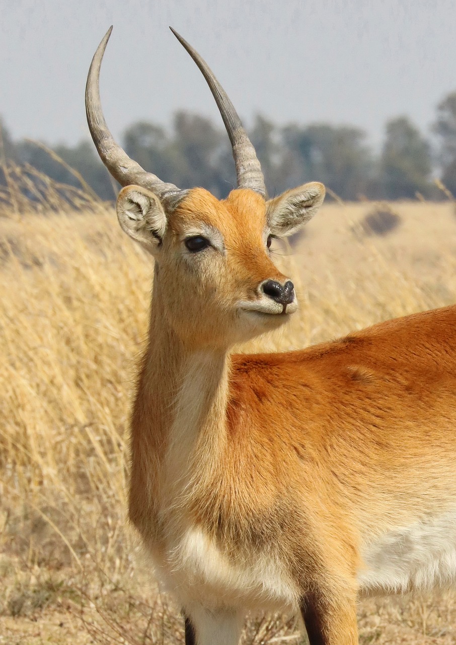 lechwe  marsh antelope  karfu free photo