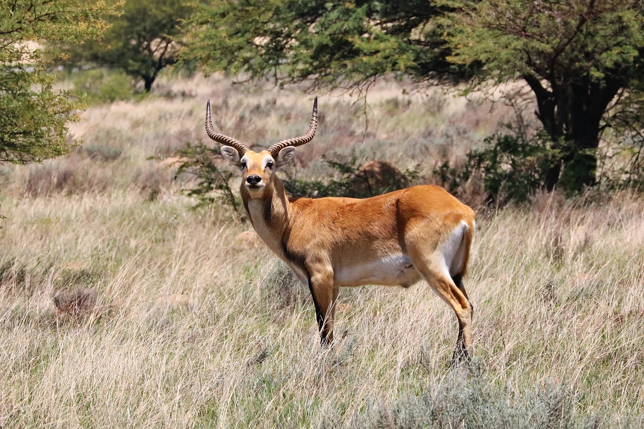 lechwe  males  male free photo