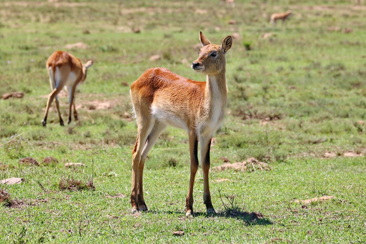lechwe  antelope  marsh antelope free photo