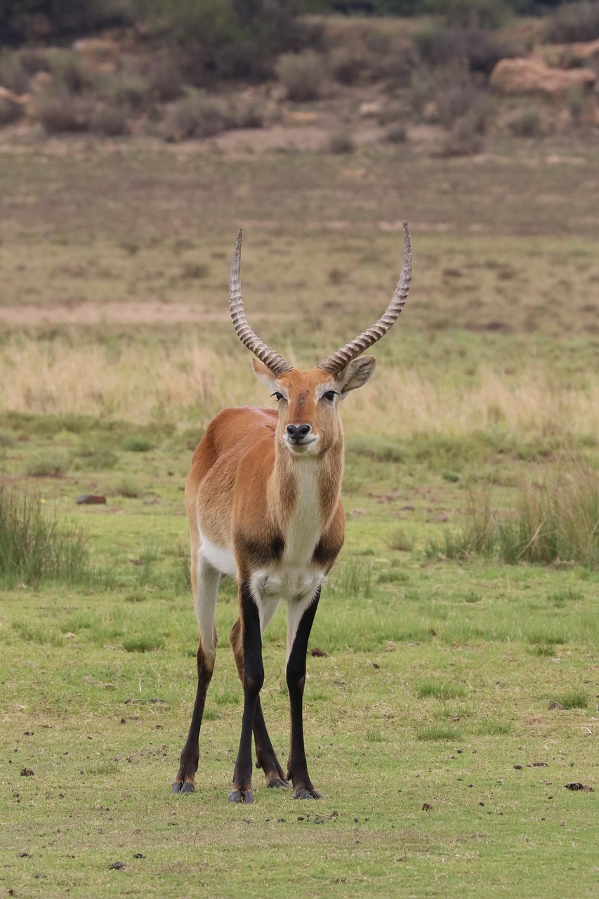 lechwee  marsh antelope  antelope free photo