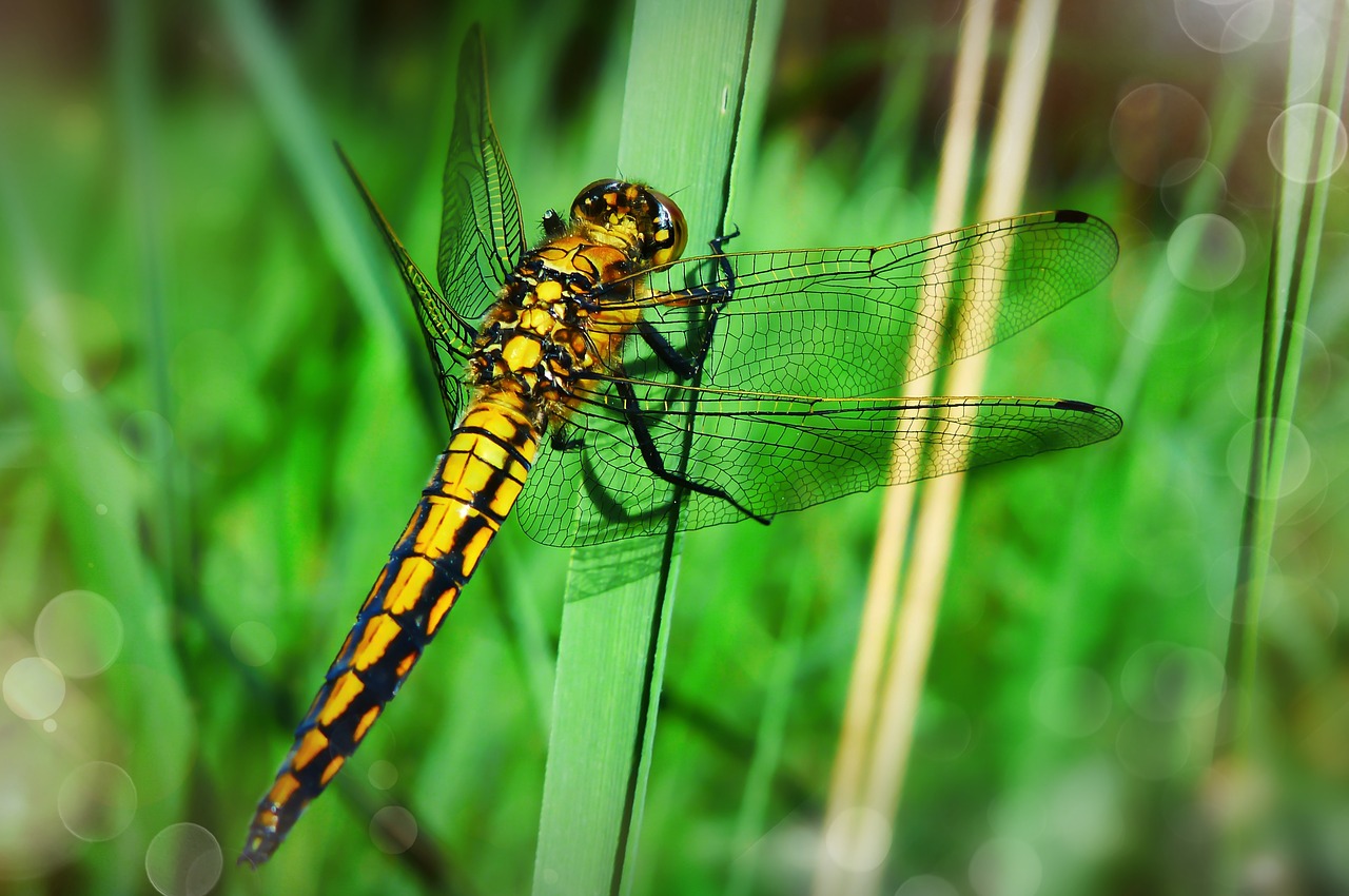 lecicha total  female  dragonflies różnoskrzydłe free photo