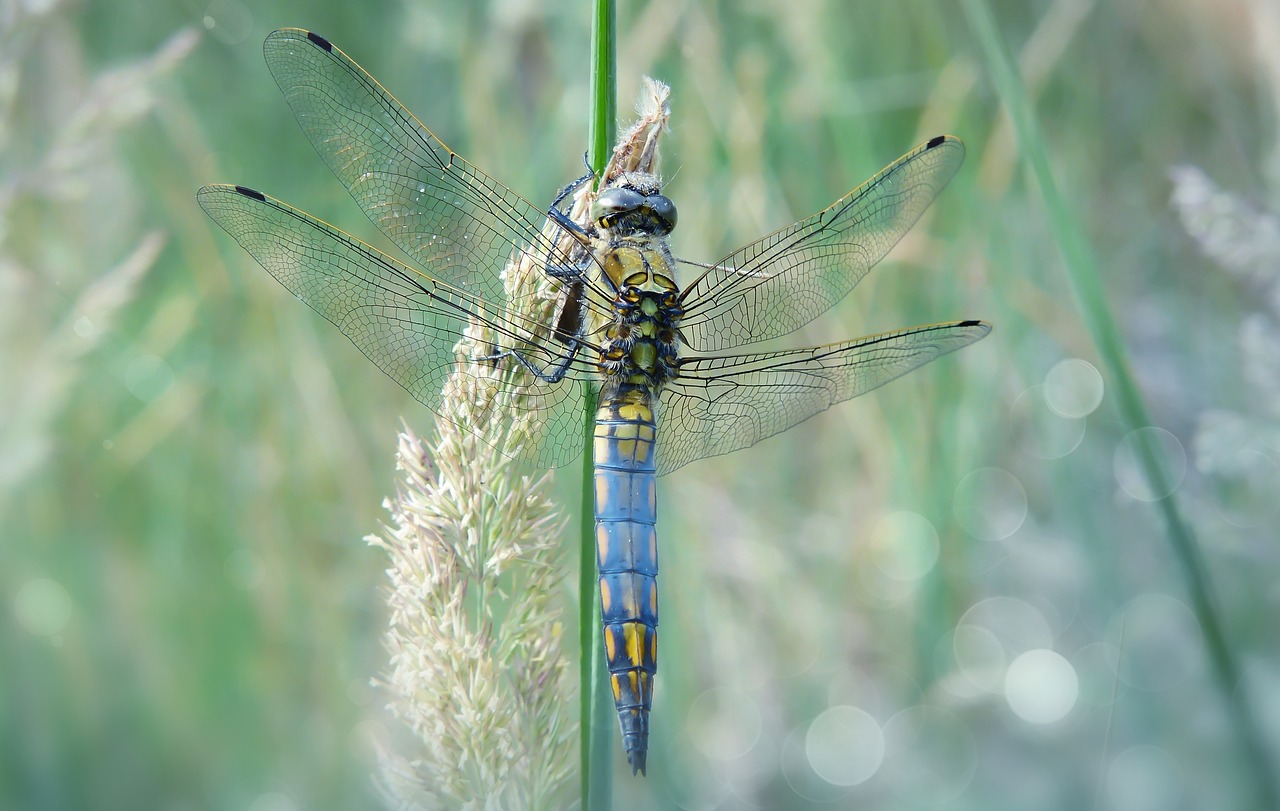 lecicha total  tom  dragonflies różnoskrzydłe free photo