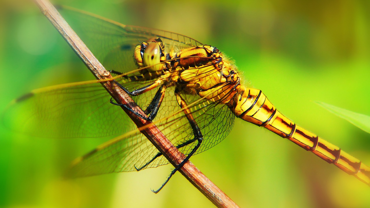 lecicha total  female  dragonflies różnoskrzydłe free photo